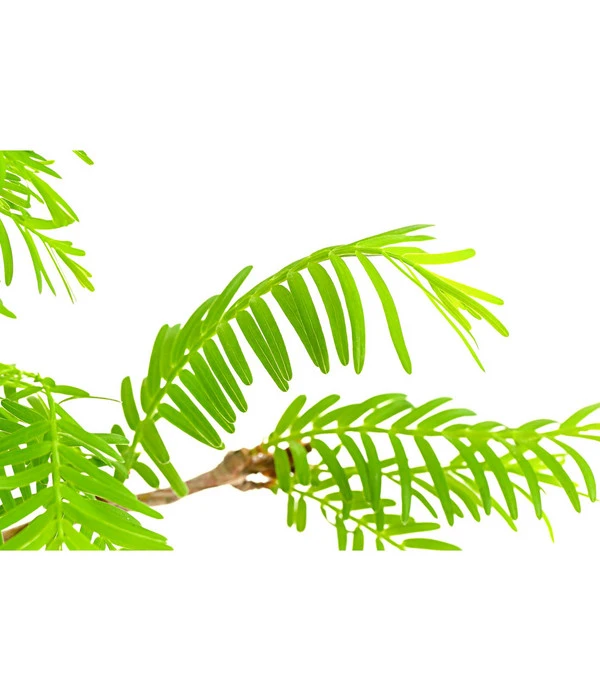 Outdoor-Bonsai Urweltmammutbaum - Metasequoia Glyptostroboides 2 Outdoor-Bonsai Urweltmammutbaum - Metasequoia Glyptostroboides – Bild 2