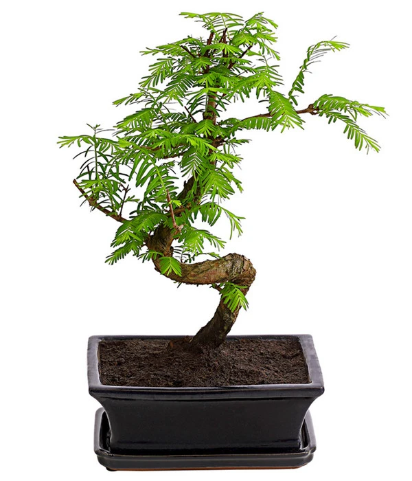 Outdoor-Bonsai Urweltmammutbaum - Metasequoia Glyptostroboides 1 Outdoor-Bonsai Urweltmammutbaum - Metasequoia Glyptostroboides