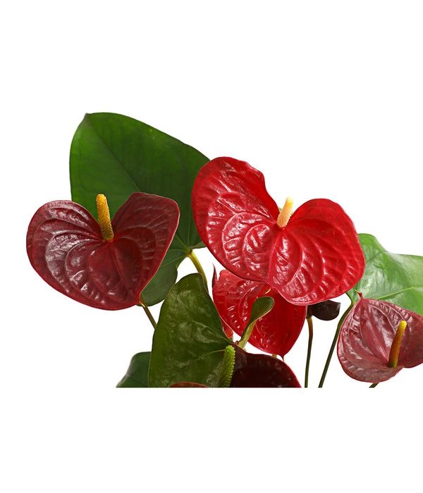 Große Flamingoblume - Anthurium Andreanum 'Otazu' 2 Große Flamingoblume - Anthurium Andreanum 'Otazu' – Bild 2