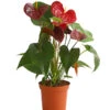 Große Flamingoblume - Anthurium Andreanum 'Otazu'
