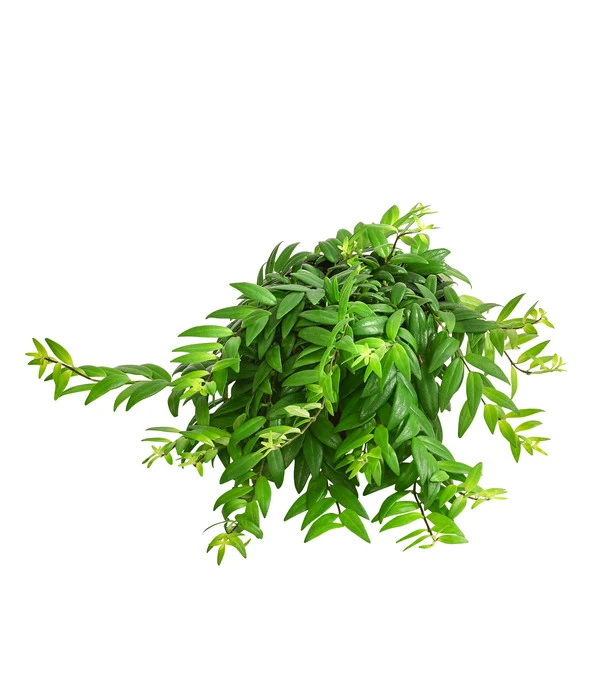 Schamblume - Aeschynanthus Japhrolepis 1 Schamblume - Aeschynanthus Japhrolepis