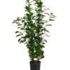 Lorbeer-Feige - Ficus Microcarpa 'Moclame', Hydrokultur
