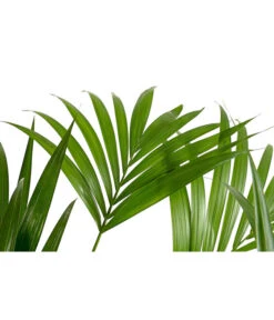 Kentia-Palme, Howea Forsteriana, Hydrokultur -Gartenbedarf Angebote 8462152 PR DE 001 HoweaForsterianaKentiapalmeHydroT18T19DehnerExpressHerzig