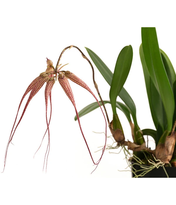 Orchidee - Bulbophyllum 'Elizabeth Ann' 2 Orchidee - Bulbophyllum 'Elizabeth Ann' – Bild 2