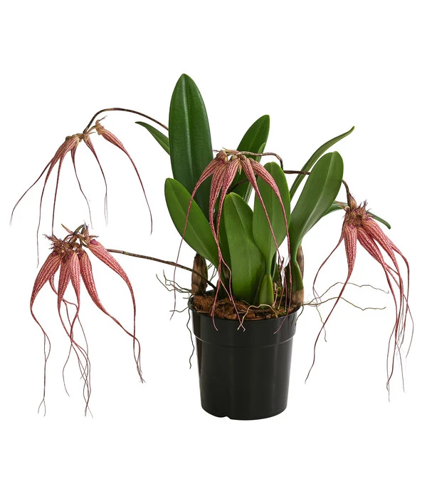 Orchidee - Bulbophyllum 'Elizabeth Ann' 1 Orchidee - Bulbophyllum 'Elizabeth Ann'