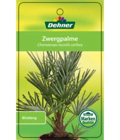 Blaue Zwergpalme -Gartenbedarf Angebote 8584401 Chamaeropshumiliscerifera 15112016 1