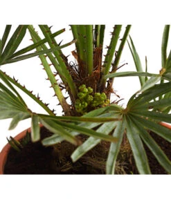 Gartenbedarf Angebote -Gartenbedarf Angebote 8584401 WE DE 01 ChamaeropsHumillisCeriferaT18DehnerExpressHerzig