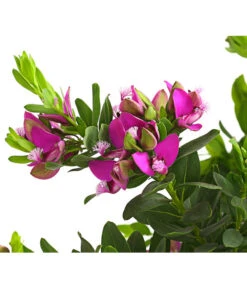 Kreuzblume, Stämmchen -Gartenbedarf Angebote 8590994 WE DE 001 KreuzbluemchenPolygalaStammLilaT17DehnerExpressHerzig