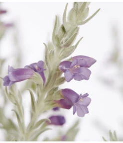 Gartenbedarf Angebote -Gartenbedarf Angebote 8591265 PR DE 001 EremophilaNiveaBusch22DehnerExpressZS