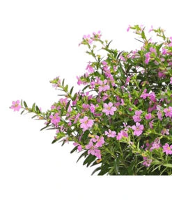 Köcherblümchen, Busch, Verschiedene Farben -Gartenbedarf Angebote 8594673 WE DE 002 CupheaT17DehnerExpressHerzig