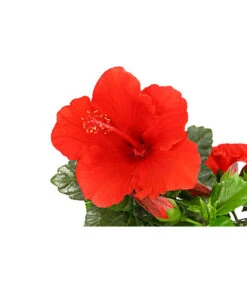 Zimmerhibiskus - Hibiscus Rosa-sinensis, Verschiedene Sorten 14 Zimmerhibiskus - Hibiscus Rosa-sinensis, Verschiedene Sorten -Gartenbedarf Angebote 8595241 PR DE 001 HibiscusMixBuschT17DehnerExpressHerzig