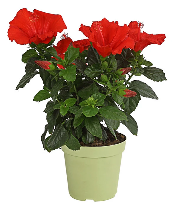 Zimmerhibiskus - Hibiscus Rosa-sinensis, Verschiedene Sorten 2 Zimmerhibiskus - Hibiscus Rosa-sinensis, Verschiedene Sorten – Bild 2