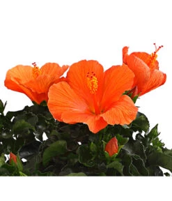 Zimmerhibiskus - Hibiscus Rosa-sinensis, Verschiedene Sorten 15 Zimmerhibiskus - Hibiscus Rosa-sinensis, Verschiedene Sorten -Gartenbedarf Angebote 8595241 WE DE 001 HibiskusHibiscusBuschT17DehnerExpressHerzig