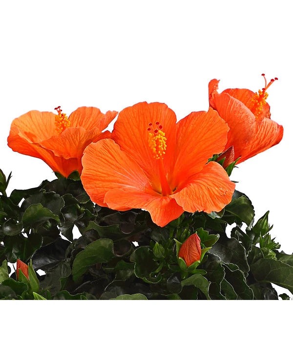 Zimmerhibiskus - Hibiscus Rosa-sinensis, Verschiedene Sorten 8 Zimmerhibiskus - Hibiscus Rosa-sinensis, Verschiedene Sorten – Bild 8