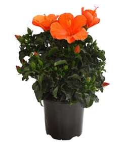 Zimmerhibiskus - Hibiscus Rosa-sinensis, Verschiedene Sorten 10 Zimmerhibiskus - Hibiscus Rosa-sinensis, Verschiedene Sorten -Gartenbedarf Angebote 8595241 WE FS 001 HibiskusHibiscusBuschT17OWDehnerExpressHerzig