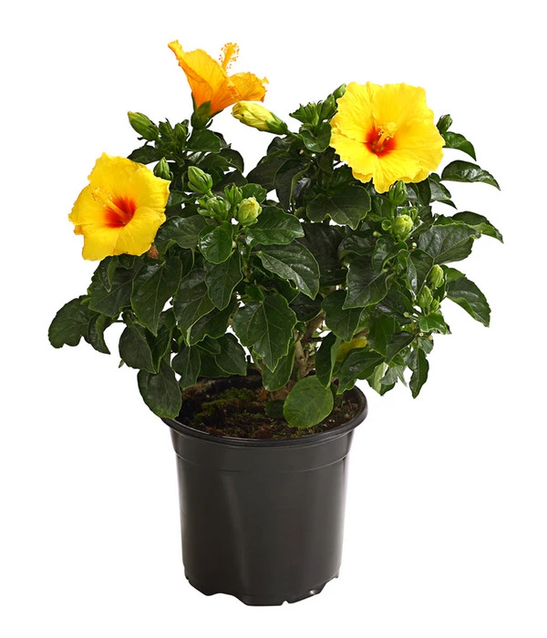 Zimmerhibiskus - Hibiscus Rosa-sinensis, Verschiedene Sorten 1 Zimmerhibiskus - Hibiscus Rosa-sinensis, Verschiedene Sorten