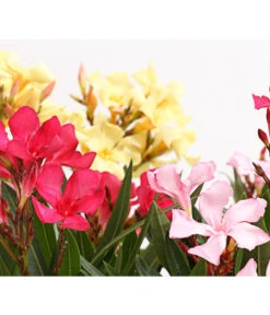Oleander-Trio 8 Oleander-Trio -Gartenbedarf Angebote 8596843 PR DE 001 OleanderBuschTricolorT19DehnerExpressHerzig