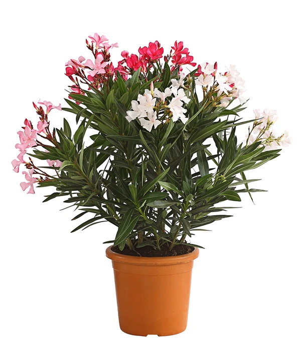 Oleander-Trio 2 Oleander-Trio – Bild 2