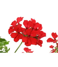 Geranie 'Caliente', Ampel -Gartenbedarf Angebote 8604316 PR DE 001 GeranieCalienteAmpelDehnerExpressHerzig