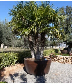 Gartenbedarf Angebote -Gartenbedarf Angebote 8609059 WE MO 002 TrachycarpusValenciaPlants 1