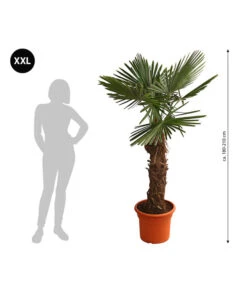 XXL Hanfpalme, Ca. 180-210 Cm -Gartenbedarf Angebote 8609158 WE BG 001 XXLHanfpalme180210cm