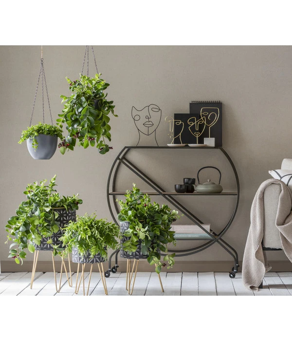 Schamblume - Aeschynanthus Japhrolepis 3 Schamblume - Aeschynanthus Japhrolepis – Bild 3