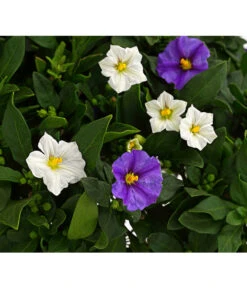 Enzianstrauch-Duo, Stämmchen 5 Enzianstrauch-Duo, Stämmchen -Gartenbedarf Angebote 8649691 PR DE 001 SolanumRantonettiStammT17TwinDehnerExpressHerzig