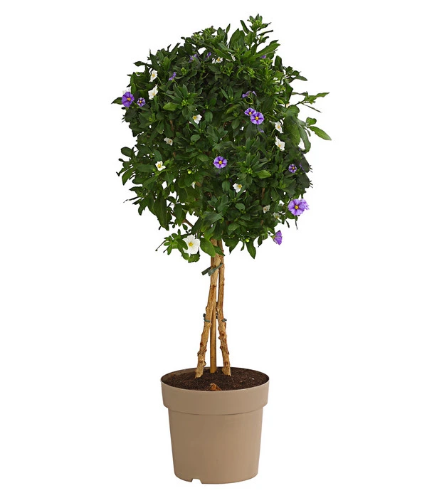 Enzianstrauch-Duo, Stämmchen 1 Enzianstrauch-Duo, Stämmchen