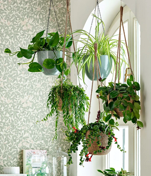 Schamblume - Aeschynanthus Japhrolepis 2 Schamblume - Aeschynanthus Japhrolepis – Bild 2