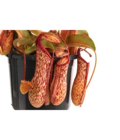 Kannenpflanze - Nepenthes 'Miranda' -Gartenbedarf Angebote 8686578 WE DE 001 NepenthesMirandaT15