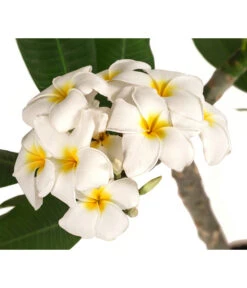 Bestseller -Gartenbedarf Angebote 8691180 WE DE 001 PlumeriaT18MixOstroFrangipani