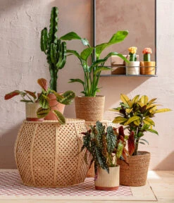 Abessinische Wolfsmilch - Euphorbia Abyssinica -Gartenbedarf Angebote 8698805 WE MO 001 AutumnSunrise