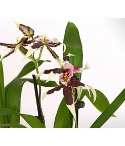 Zahnzungen-Orchidee - Odontoglossum-Hybriden, Verschiedene Sorten -Gartenbedarf Angebote 8704694 PR DE 001 Odontoglossum1TrieberT12DehnerHerzig
