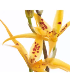 Zahnzungen-Orchidee - Odontoglossum-Hybriden, Verschiedene Sorten -Gartenbedarf Angebote 8704694 PR DE 001 OdontoglossumBrassadaMiradaSortenmix1TrieberT11DehnerExpressZS
