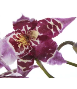 Zahnzungen-Orchidee - Odontoglossum-Hybriden, Verschiedene Sorten -Gartenbedarf Angebote 8704694 PR DE 001 OdontoglossumSortenmix1TrieberT11DehnerExpressZS