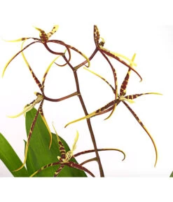 Zahnzungen-Orchidee - Odontoglossum-Hybriden, Verschiedene Sorten -Gartenbedarf Angebote 8704694 PR DE 002 Odontoglossum1TrieberT12DehnerHerzig