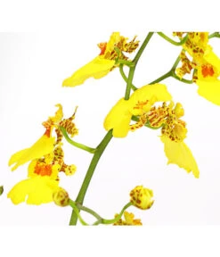 Zahnzungen-Orchidee - Odontoglossum-Hybriden, Verschiedene Sorten -Gartenbedarf Angebote 8704694 PR DE 003 Odontoglossum1TrieberT12DehnerHerzig