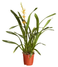 Zahnzungen-Orchidee - Odontoglossum-Hybriden, Verschiedene Sorten -Gartenbedarf Angebote 8704694 PR FS 001 OdontoglossumBrassadaMiradaSortenmix1TrieberT11DehnerExpressZS