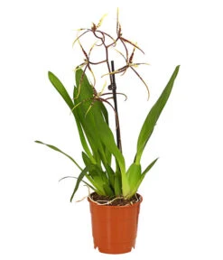 Zahnzungen-Orchidee - Odontoglossum-Hybriden, Verschiedene Sorten -Gartenbedarf Angebote 8704694 PR FS 002 Odontoglossum1TrieberT12DehnerHerzig