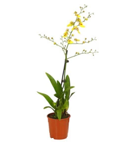 Zahnzungen-Orchidee - Odontoglossum-Hybriden, Verschiedene Sorten -Gartenbedarf Angebote 8704694 PR FS 003 Odontoglossum1TrieberT12DehnerHerzig