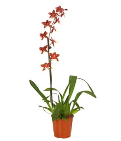 Zahnzungen-Orchidee - Odontoglossum-Hybriden, Verschiedene Sorten -Gartenbedarf Angebote 8704694 PR FS 005 Odontoglossum1TrieberT12DehnerHerzig