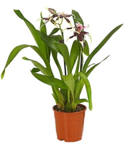 Zahnzungen-Orchidee - Odontoglossum-Hybriden, Verschiedene Sorten -Gartenbedarf Angebote 8704694 WE FS 001 Odontoglossum1TrieberT12DehnerHerzig
