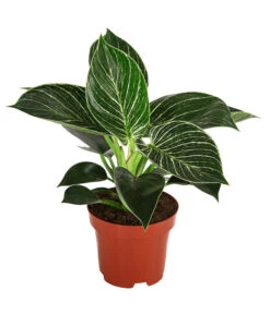 Baumfreund - Philodendron 'White Wave'