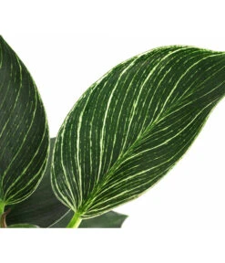 Baumfreund - Philodendron 'White Wave' -Gartenbedarf Angebote 8713406 WE DE 002 PhilodendronWhiteWaveT12