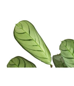 Korbmarante - Ctenanthe Burle-marxii 7 Korbmarante - Ctenanthe Burle-marxii -Gartenbedarf Angebote 8720930 PR DE 001 CtenantheAmagrisT12 DehnerExpressHerzig