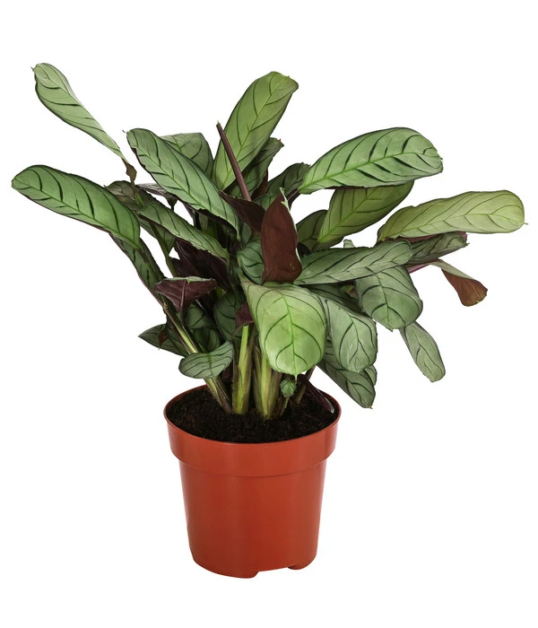 Korbmarante - Ctenanthe Burle-marxii 1 Korbmarante - Ctenanthe Burle-marxii