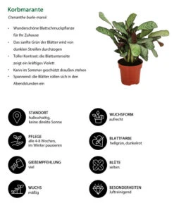 Korbmarante - Ctenanthe Burle-marxii 6 Korbmarante - Ctenanthe Burle-marxii -Gartenbedarf Angebote 8720930 WE IG 001 KorbmaranteCalatheaBurleMarxii Kopie