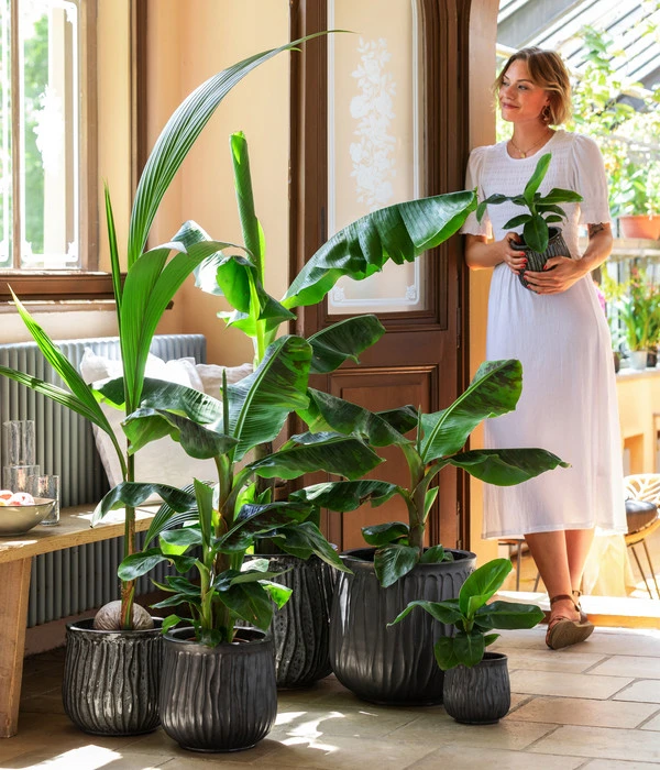 Kokospalme - Cocos Nucifera 2 Kokospalme - Cocos Nucifera – Bild 2