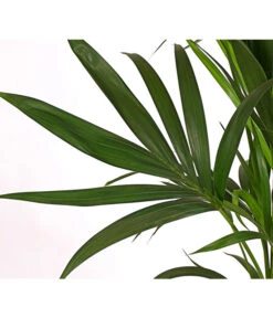 Kentia-Palme, Howea Forsteriana, Hydrokultur -Gartenbedarf Angebote 8736084 PR DE 001 HoweaForsterianaT24DehnerExpressHerzig