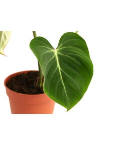 Baumfreund - Philodendron Gloriosum -Gartenbedarf Angebote 8742389 WE DE 001 PhilodendronGloriosumT15
